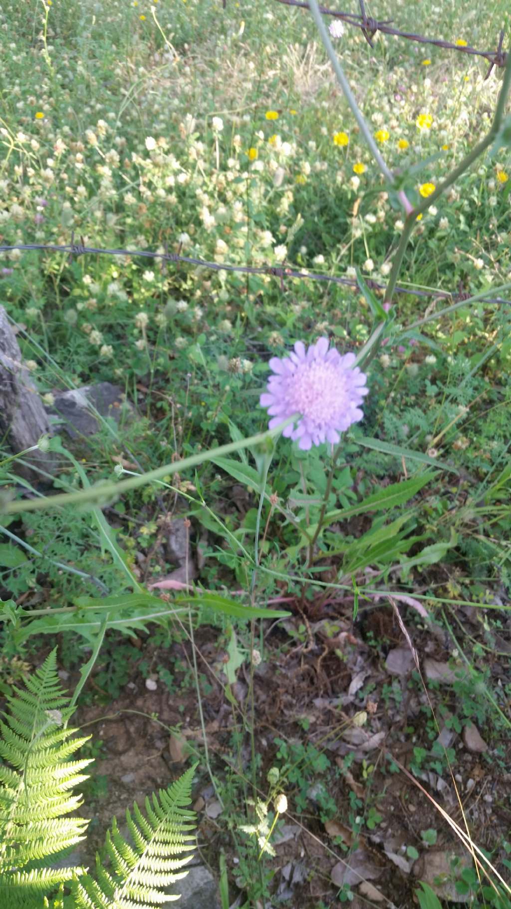 Scabiosa cfr. triandra